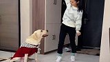 第一次见这么聪明的狗子，还会配合主人演绎天下武功唯快不破！