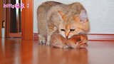 小奶猫奶声奶气找妈妈，网友：绝对是第一次当妈，叼小猫都不专业