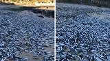 智利数千条死鱼被冲上岸 密密麻麻堆满海滩