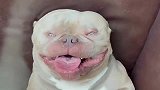 朋友家里养的搞笑斗牛犬，总感觉看起来像螃蟹