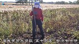 张家口大姐快言快语，她说老俩口一块干活就吵架，难道夫妻都这样