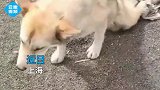 上海一好心男子捡到条断腿狗狗，精心为它制作假腿，让它重获新生