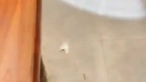 面馆小姐姐越来越贪玩，不料一看见老板娘，马上变成一个乖乖女