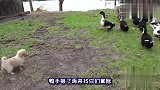 四川方言：小土狗跟鸭子抢饲料吃，配上四川话笑得肚儿痛