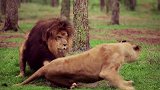 狮子看到镜子中的自己，会有何反应？
