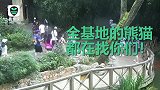 打吊瓶还要去看熊猫的那对情侣你快出来！全基地的熊猫都在找你们