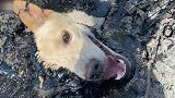 泰国：一只流浪狗陷入沥青里奄奄一息，救援人员用挖掘机将它救出