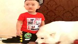 宝宝哭成泪人，萨摩耶的举动让人惊讶，网友：组团偷狗