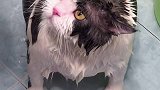 挑战洗澡最乖的猫  洗澡最乖的猫爱洗澡的猫猫洗澡