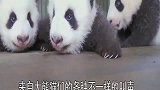 熊猫宝宝为了不搓澡，连四川话都会说了，这也太可爱了吧