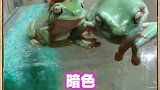 那是啥玩意能吃不