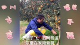 四川方言搞笑：二货给爸爸分果子 一人一半 结局太搞笑了