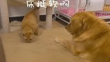 猫咪为了睡金毛的床，软硬兼施