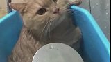 猫：铲屎的，洗澡咋不挤点沐浴露呢！