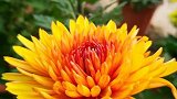 不是花中偏爱菊，此花开尽更无花。