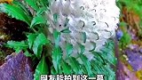 网友拍到百年难得一遇的雪莲开花，一花一草一世界