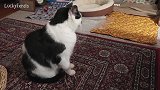 真是一只可爱的猫咪呢，看这蠢萌的小样子，真是太逗了！