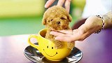 可爱的茶杯犬，为什么只有杯子大小？真相如此残忍