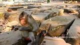 亲一下猴妈妈怕挨打，小猴子聪明