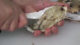 料理三文鱼，手剥新鲜生蚝，现开现吃，保证鲜活甜美