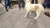 黑色卡斯罗和小中亚牧羊犬对峙，卡斯罗不停地前扑，被主人给拽住