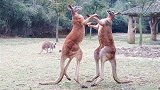 爆笑！澳大利亚两只袋鼠在居民后院斗殴 打斗场面激烈