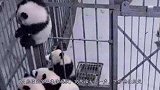 7只熊猫宝宝正集体越狱，突然谁大吼一声，下秒憋住别笑
