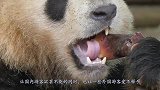 7只熊猫宝宝正集体越狱，突然谁大吼一声，下秒憋住别笑