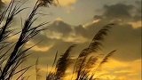 醉美夕阳红