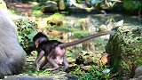 勇敢的新生儿猴子跟着猴妈妈散步，新生儿猴子高兴地走着