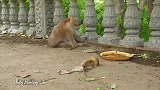 猴妈吃不下东西，它的世界瘫塌了，可怜