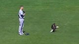 “拉齐奥吉祥物”惊现MLB赛场 发球手被啄一脸蒙圈