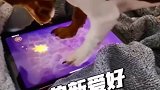 小狗痴迷游戏，让你惊叹它们的投入程度