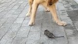 狗子：主人快看，我抓了只大老鼠！