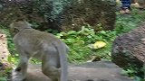 大猴子吓唬小猴子，好笑的一只大猴子