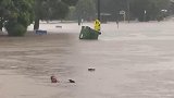 澳大利亚男子冒雨从洪水中救出一只被困的沙袋鼠