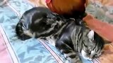 从前有一只狸花猫，它养了一只小鸡，后来小鸡长大了…