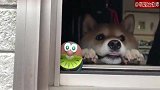 主人敲了敲窗户，柴犬马上出现：铲屎的，我在我在！