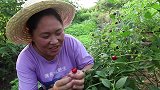 胖妹去芝麻地溜达一圈，回来做猪油拌饭，香气四溢，吃过瘾