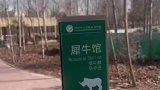看犀牛结果看到了小香猪？