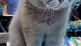 猫你吃过的虾我才不吃呢，快把肉给我拿来！