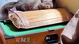 空调一开，太阳一晒，醒了吃，困了睡