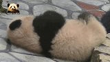 熊猫宝宝躺在地上挠痒痒，脏萌脏萌的样子真让人喜欢
