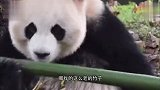 熊猫：竹子这么老怎么吃，这是把饲养员的床给拆了吧