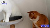 这只来做客的橘猫膨胀了，竟出手挨个揍原住猫，猫老大胖公猫怒了