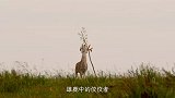 野性乌拉圭