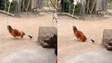 初生牛犊不怕虎！小鸡仔与大公鸡较劲一幕火遍全网