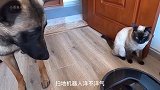 狗狗不准猫咪玩扫地机器人，猫咪想偷袭狗狗，结果惨败