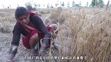 印度牛人发明“割麦神器”，一天轻松收割6亩地，网友：真省力！