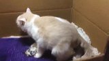 正在生产的猫妈妈，坐立不安也坚持，只为迎来一窝新生命